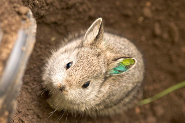 pygmy_rabbit