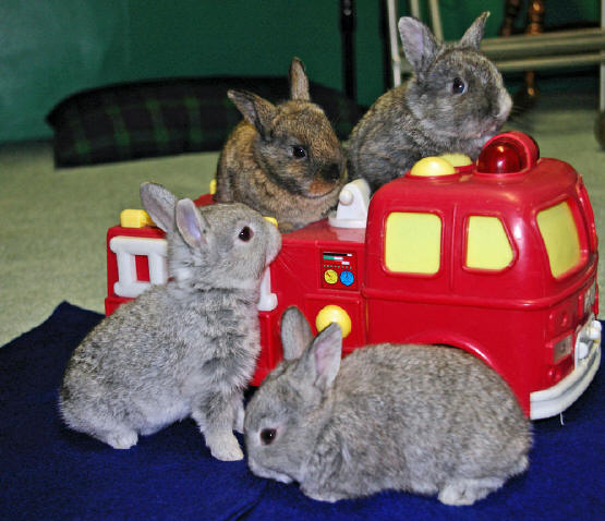 rabbitsfiretruck