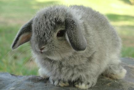 1338343234_211628646_1-Petit-Jean-Bunnies-Rabbitry-Holland-Lop-Rabbits-Petit-Jean-Mountain-Area