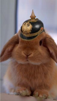 miniature_lop_razza_duchino_con_pickelhaube