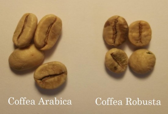 Arabica_Robusta_verdi