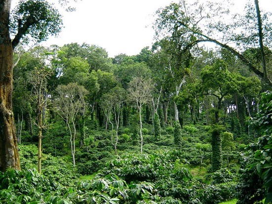 Piantagione di caffè policolturale all'ombra, in India.